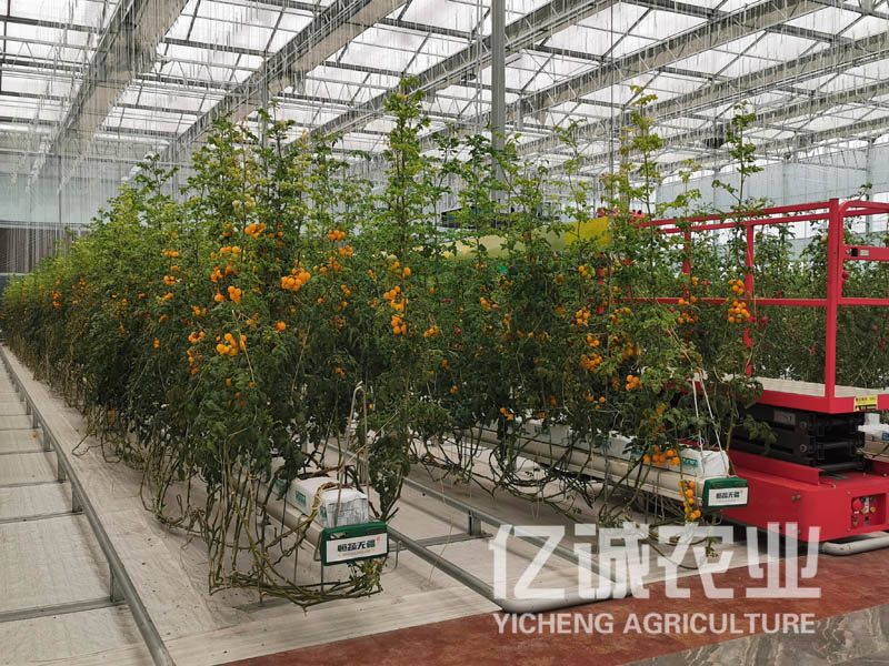 建一个蔬菜温室大棚多少钱？蔬菜大棚造价