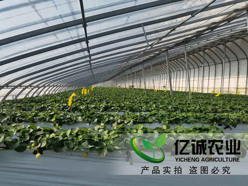 吊挂升降草莓种植温室大棚~智能化管理控制 省时高效