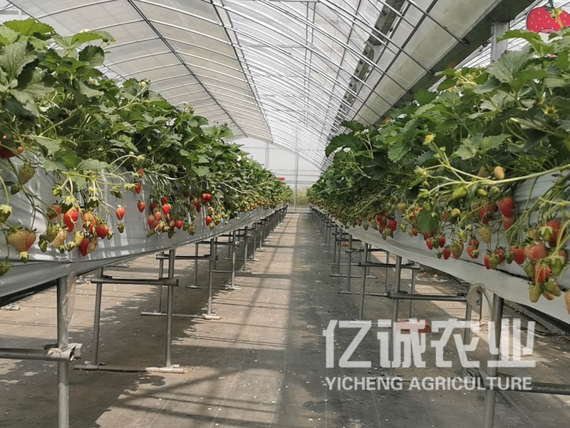 草莓种植温室大棚